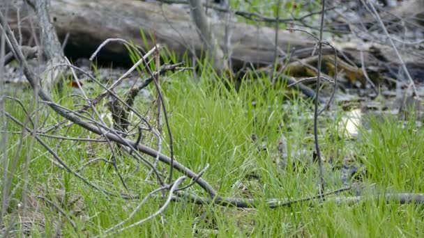 스패로우 가자연 그대로 습지에서 가까이 — 비디오