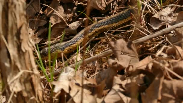 Змія Повертає Голову Повільно Входить Ціле Мертвих Листя — стокове відео