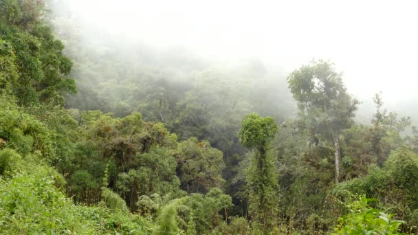 Mist Beweegt Snel Binnen Exotische Bomen Planten Die Heuvelkant Bedekken — Stockvideo