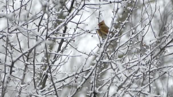 Vrouwelijke Noordelijke Kardinaal Hopend Van Ene Tak Naar Andere Sneeuw — Stockvideo
