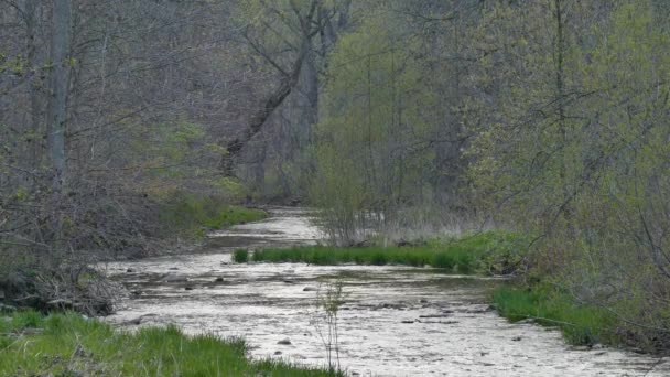 Paesaggio Selvaggio Puro Del Nord America Durante Inizio Della Primavera — Video Stock