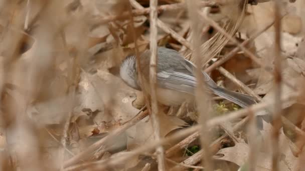 Gros Plan Sur Mésange Capuchon Noir Pendant Que Oiseau Est — Video