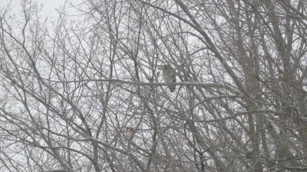 Doble Toma Búho Barrado Parado Nieve Que Cae Bosque América — Vídeo de stock