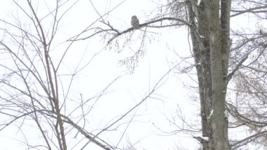 Baykuş kışın yüksek ağaçta dikilir ve kamerayla seyreder.
