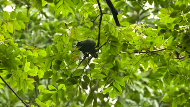Papuga Gryzie Tnie Małą Gałąź Podczas Karmienia Drzewie — Wideo stockowe