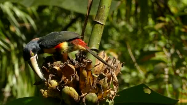 Prachtige Aracari Onder Zonlicht Het Wild Zuid Amerika — Stockvideo
