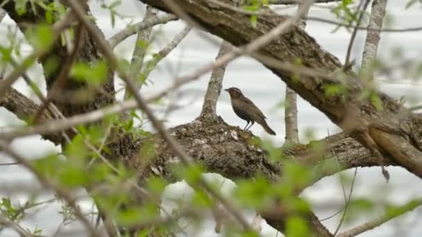 Bird Hops Large Sideway Tree Branch Water Background — Stock Video