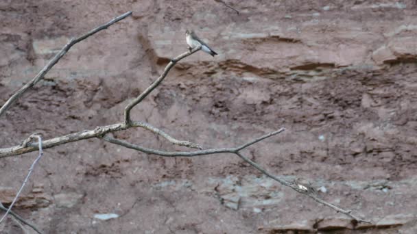 Pair Swifts Perched Branch Dramatic Cliff Rocky Formation — Stock Video