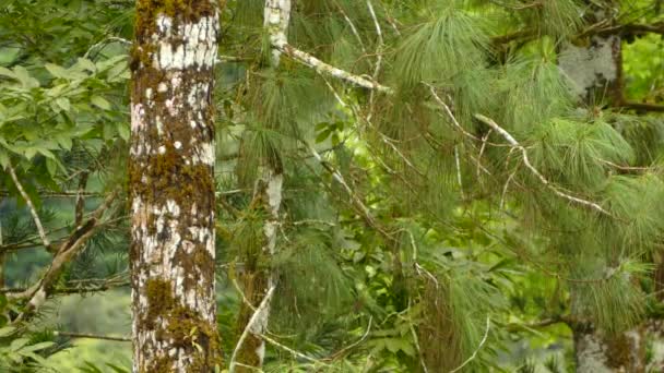 Grau Gefärbte Große Eichhörnchen Panama Klettern Blatt Baum — Stockvideo