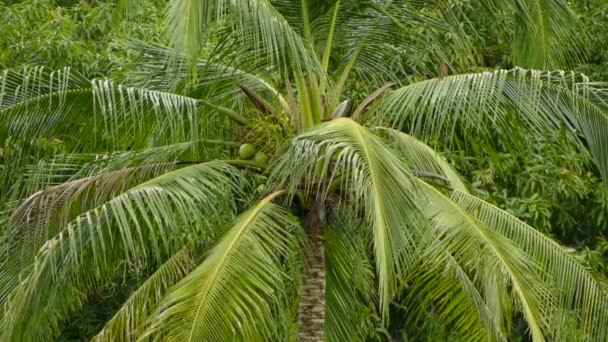 Joli palmier soufflant dans le vent léger avec oiseau perché au sommet de ses feuilles 