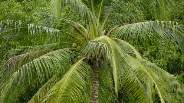 Bonita Palmera Soplando Con Viento Ligero Con Pájaro Posado Sobre — Vídeos de Stock