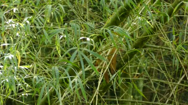 Густий Бамбуковий Ліс Переплетеними Гілочками Мухоловкою Чекає Ньому — стокове відео