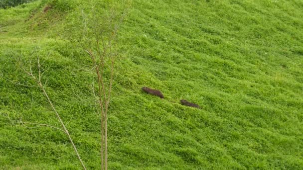 Familjen Capybara Hydrochoerus Hydrochaeris Går Tjockt Gräs — Stockvideo