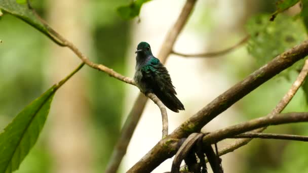 Colibrí Acicalando Mientras Rama Mueve Con Viento — Vídeo de stock