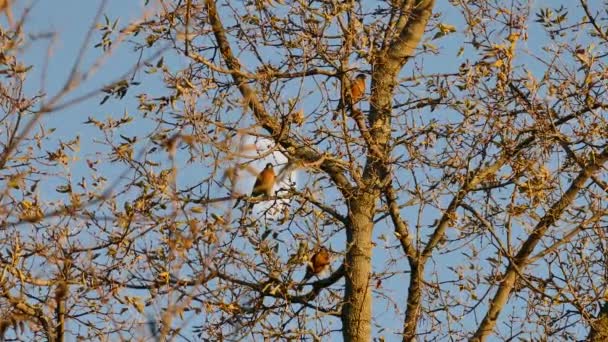 Robin Pájaro Encaramado Alto Del Árbol Vacío Con Luna Vista — Vídeo de stock