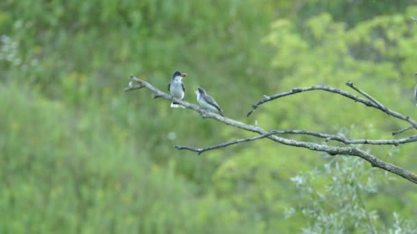 Vogel Füttert Eine Andere Mit Leuchtend Roten Beeren Auf Verschwommenem — Stockvideo