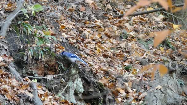 Blue Jay Πουλί Αναζήτησης Τροφής Στο Έδαφος Πριν Από Την — Αρχείο Βίντεο