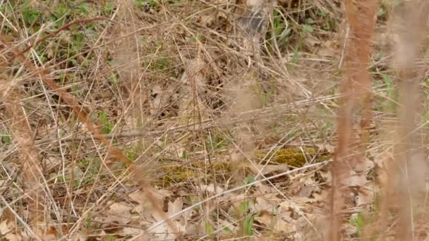 Cute Chickadee Bird Ground Partially Hidden Thick Bush Grassland — Stock Video
