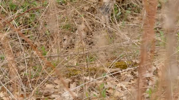 Mignon oiseau de mésange sur le sol partiellement caché par un buisson épais dans les prairies 