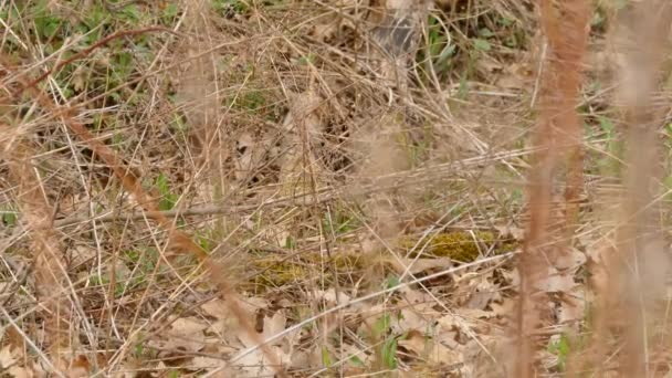 Mignon Oiseau Mésange Sur Sol Partiellement Caché Par Buisson Épais — Video