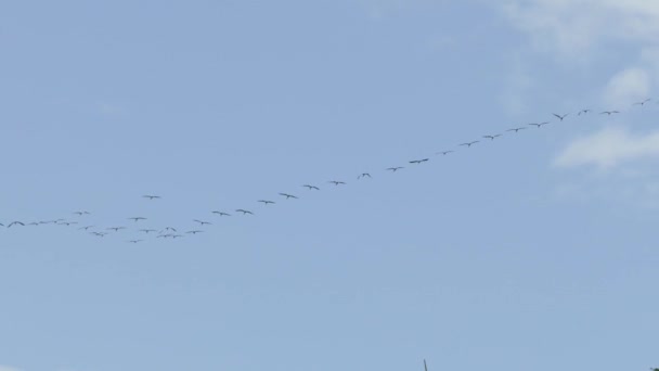 Gran Bandada Aves Que Forman Una Línea Horizontal Que Vuela — Vídeos de Stock