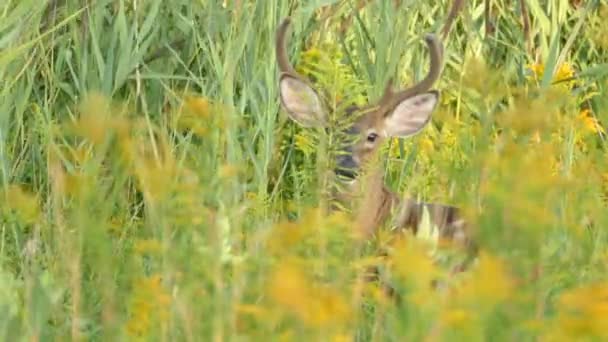 Vent Soufflant Lentement Dans Végétation Haute Dans Les Prairies Avec — Video