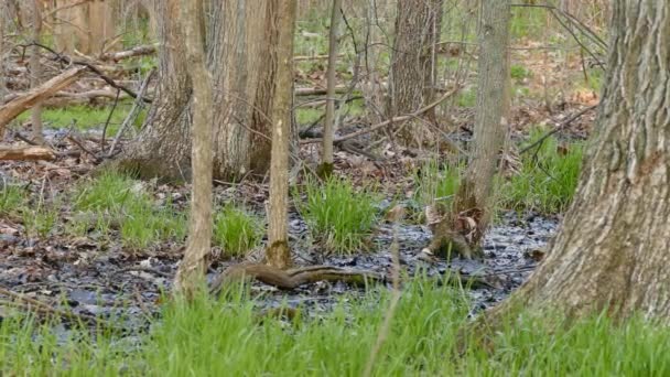 Kleiber Gedeihen Frühling Den Feuchten Sumpfgebieten Kanadas — Stockvideo