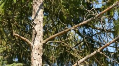 Çam ağacındaki açık gökyüzünde son derece hızlı hareket eden sarı popolu bülbül.