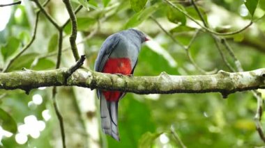 Trogon dişisi Panama 'da bir dala tünedi.