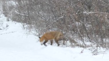 Fox, Kanada 'da kar ormanlarında izleyicilerden hızla uzaklaşıyor.