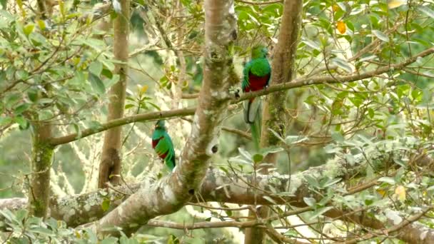 Paire de deux mâles Quetzal resplendissant beaux oiseaux avec un décollage 