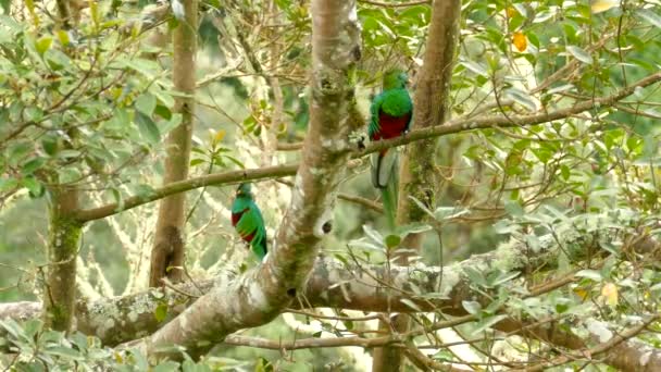 Par Dois Machos Resplandecente Quetzal Belas Aves Com Uma Decolagem — Vídeo de Stock