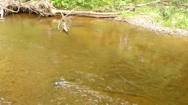 Orman Nehrinde Akıntıya Karşı Yüzen Uzun Balıklar — Stok video