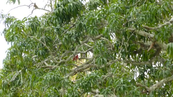 在中美洲 夏天的皮匠躲藏在一棵树下 — 图库视频影像