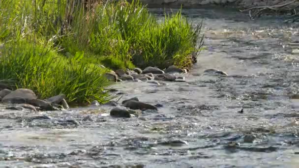 Strandfågel Födosök Genom Stenar Flodbädden Våren Nära Grönt Gräs — Stockvideo