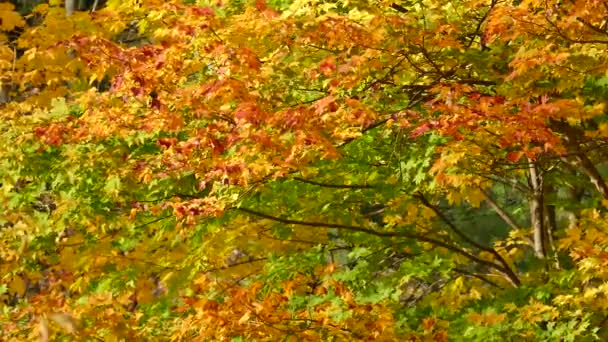 Wunderschöne Orangefarbene Gelbe Und Grüne Blätter Die Nacheinander Ihre Farbe — Stockvideo