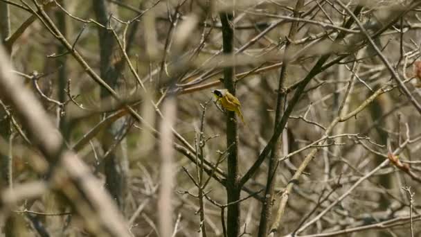 普通的黄喉莺鸟屹立在无叶的春天森林里 — 图库视频影像