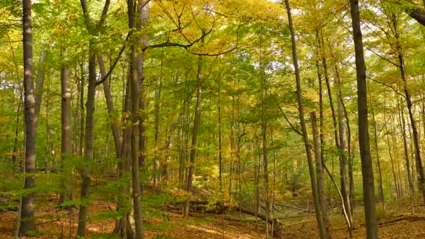 Bela Floresta Canadense Exuberante Outono Com Árvores Coloridas Dia Ventoso — Vídeo de Stock