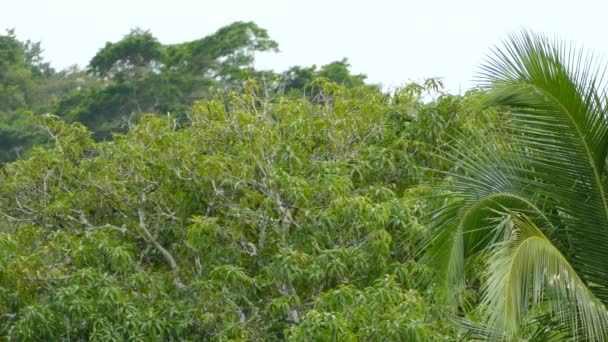 Papagaios Bem Camuflados Outras Aves Empoleiradas Topo Uma Árvore Tropical — Vídeo de Stock