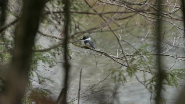 Hoog Gelegen Ijsvogel Wacht Tussen Twee Maaltijden Met Uitzicht Water — Stockvideo