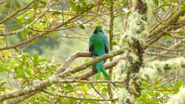 Minuto Toma Bastante Macho Resplandeciente Quetzal Visto Por Espalda — Vídeos de Stock