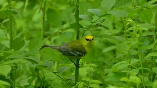 緑豊かな森の中でカメラのために速く飛ぶ青い翼のウォーブラー — ストック動画