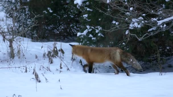 Fox Walking Public Garden End Day Snowy Trail Quebec — стоковое видео