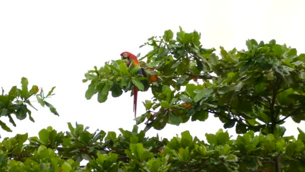 Vackra Scarlet Macaw Äter Frukt Medan Uppe Toppen Löv Träd — Stockvideo