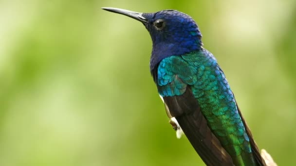 Full Frame Närbild Blå Och Cyan Kolibri Med Grön Bakgrund — Stockvideo