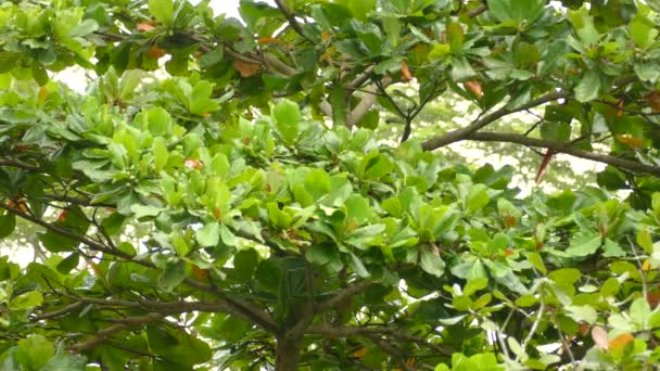 Partially Hidden Scarlet Macaw Flamboyant Bird Feeding Green Fruits — Stock Video