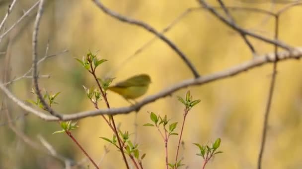 Beautiful Striking Shot Yellow Warbler Perfect Light Standing Taking — Stock Video