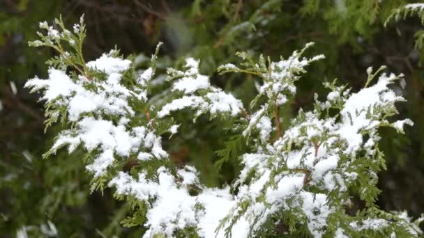 Κλείσιμο Νιφάδων Χιονιού Που Πέφτουν Και Συσσωρεύονται Πράσινο Δέντρο Κέδρου — Αρχείο Βίντεο