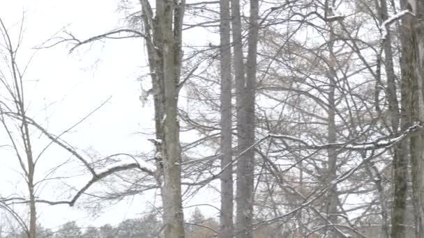 冬季降雪时猫头鹰飞向更高树枝的追踪镜头 — 图库视频影像