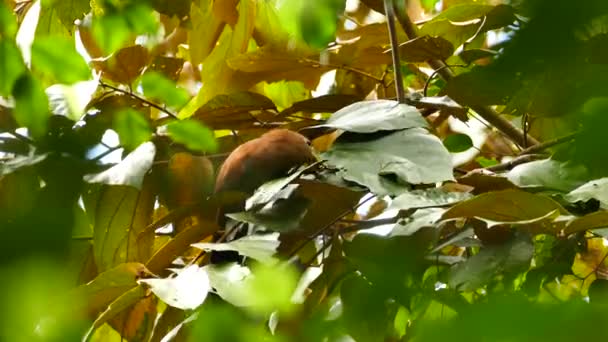 以躲在树叶中的毛毛虫为食的松鼠 — 图库视频影像